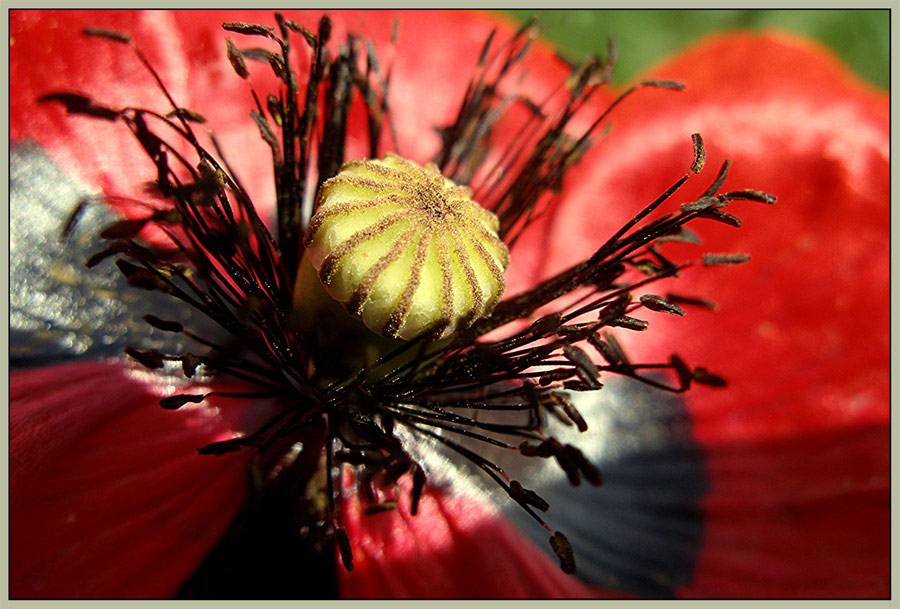 Coquelicot