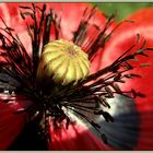 Coquelicot