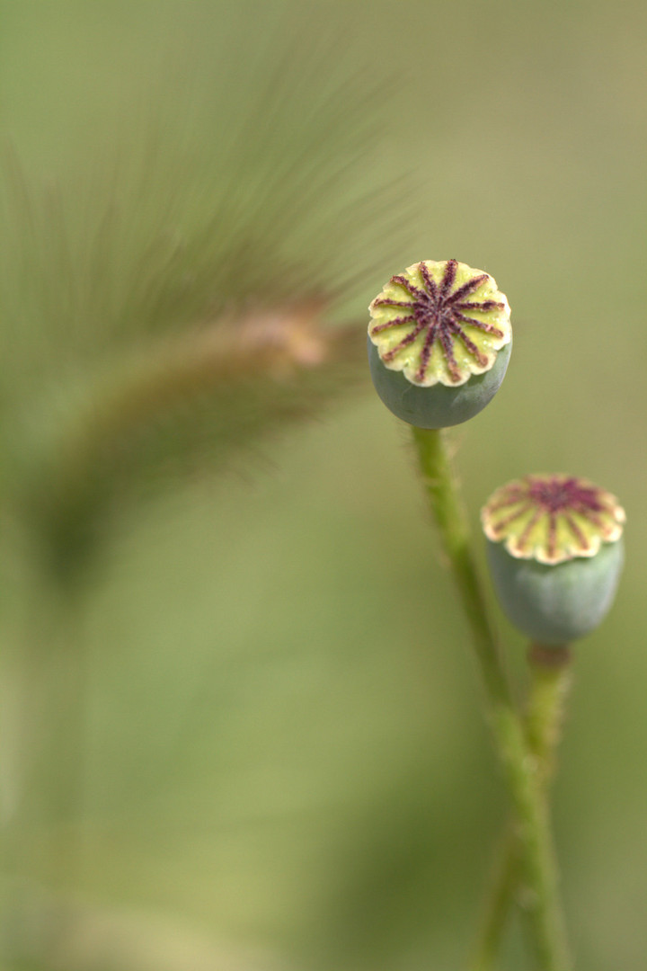 Coquelicot .