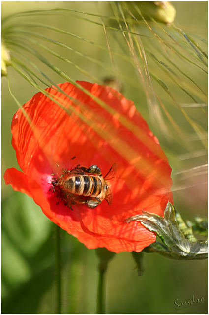 coquelicot