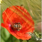 coquelicot