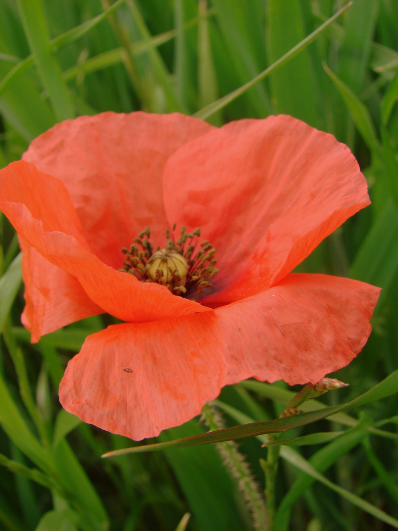 COQUELICOT