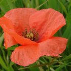 COQUELICOT