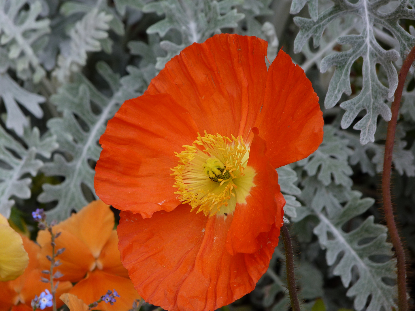 Coquelicot