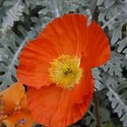 Coquelicot