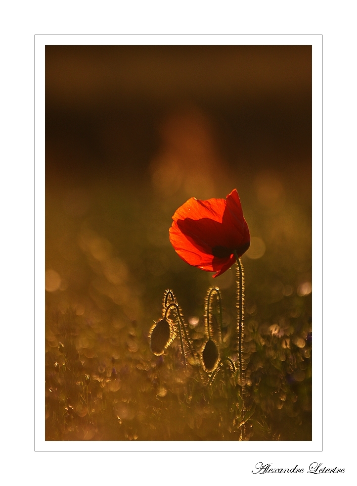 coquelicot