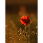 coquelicot