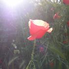 coquelicot