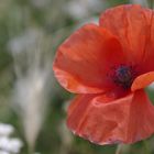 Coquelicot