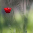 coquelicot