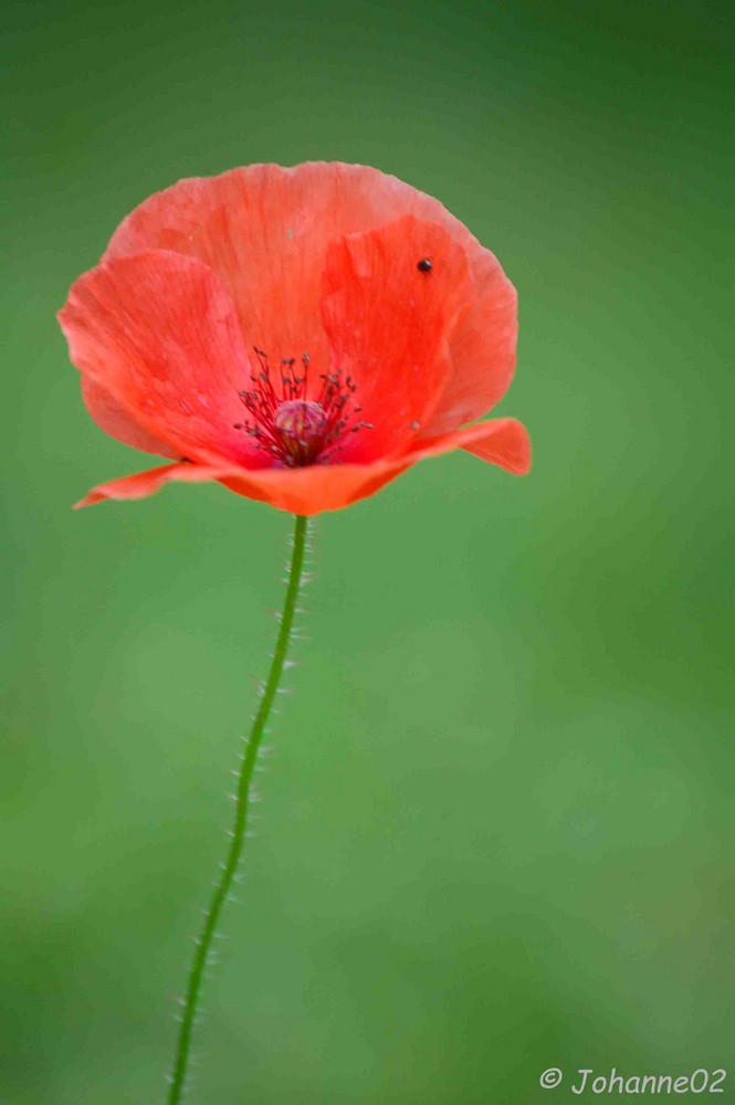 Coquelicot