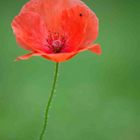 Coquelicot