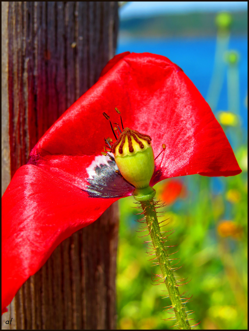 Coquelicot