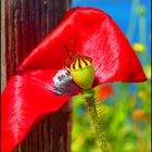 Coquelicot