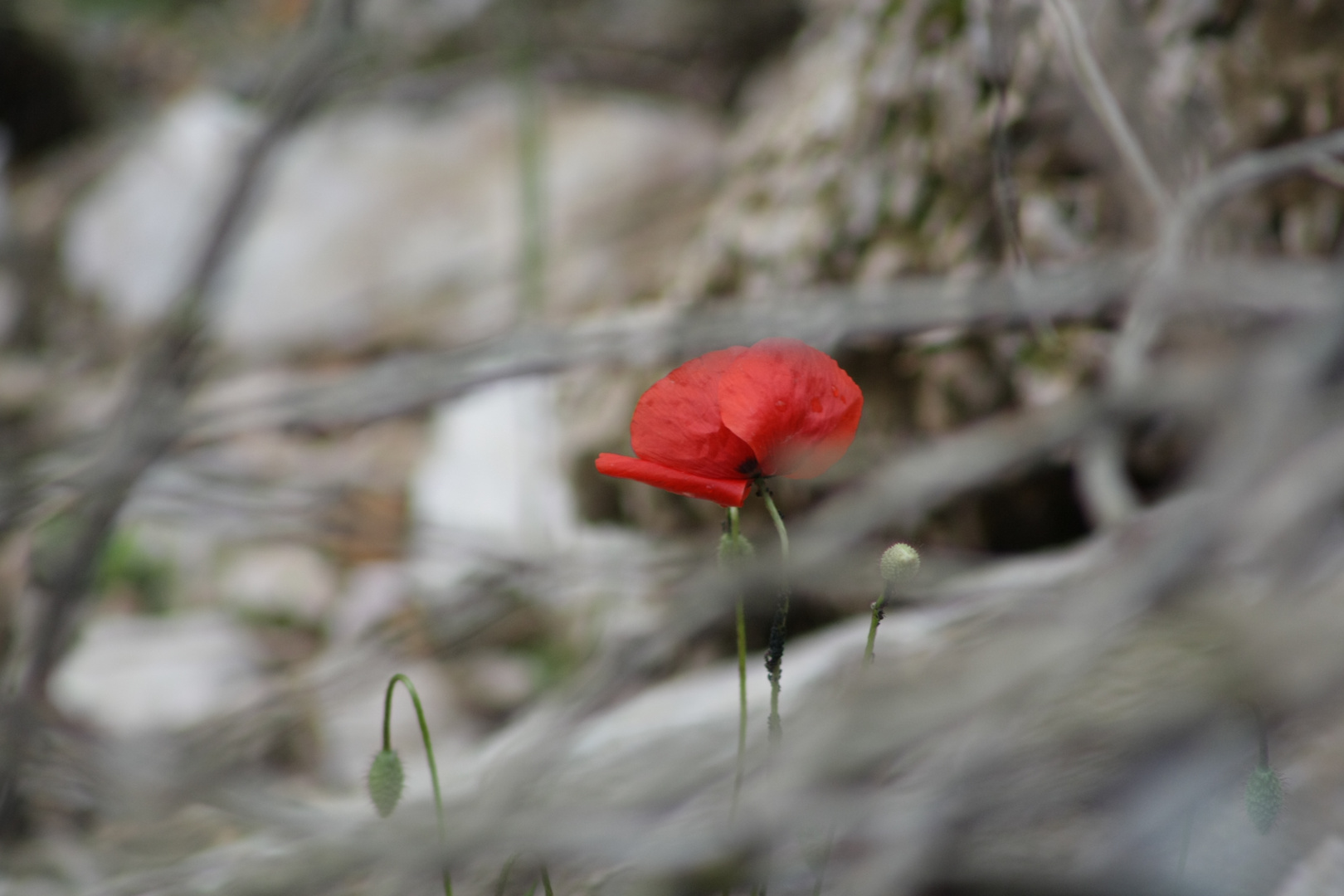 Coquelicot