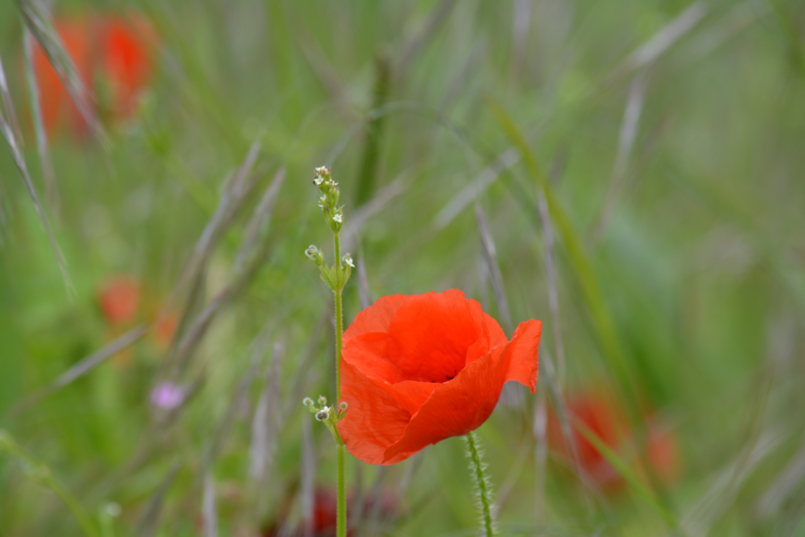 Coquelicot