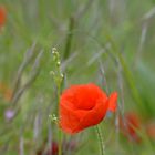 Coquelicot