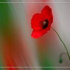 Coquelicot .....