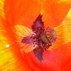 Coquelicot