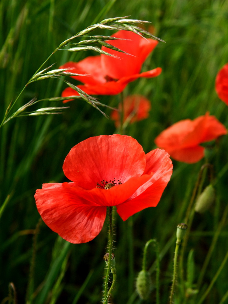 coquelicot