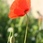 Coquelicot acidulé...