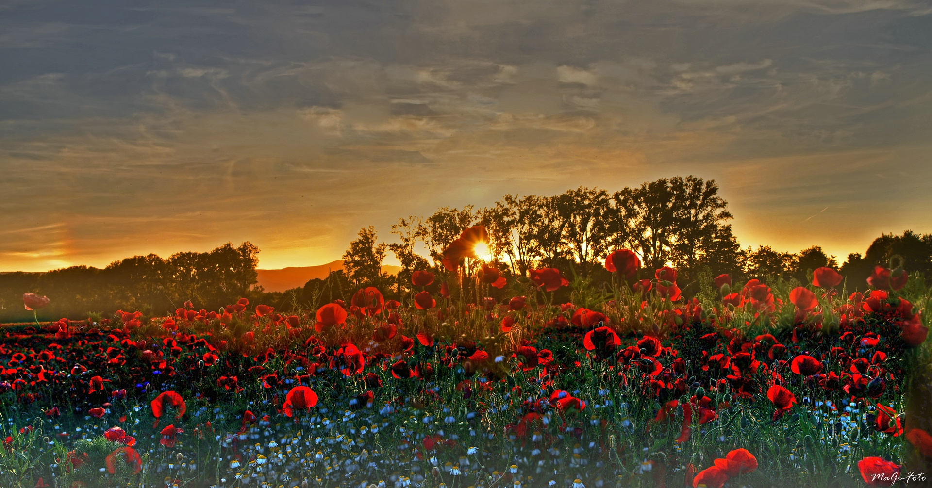 Coquelicot au coucher du soleil / Mohn im Sonnenuntergang