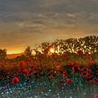 Coquelicot au coucher du soleil / Mohn im Sonnenuntergang