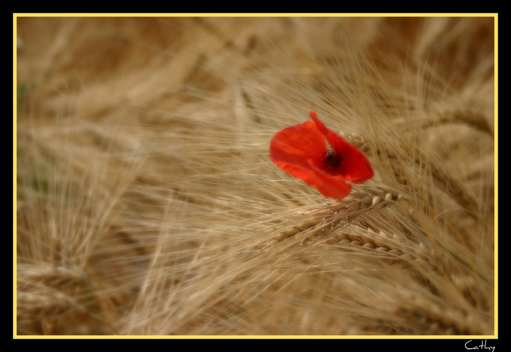 Coquelicot au milieu d'un champ d'orges