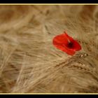 Coquelicot au milieu d'un champ d'orges