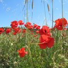 Coquelicot