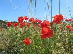 Coquelicot