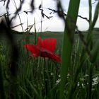 COQUELICOT