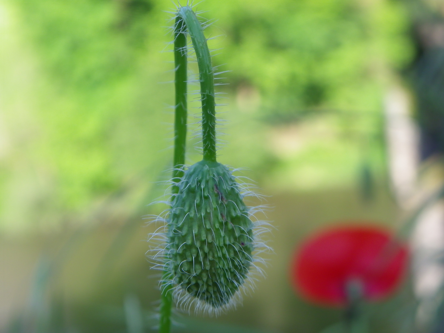 coquelicot