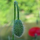 coquelicot