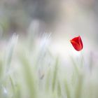 coquelicot ...