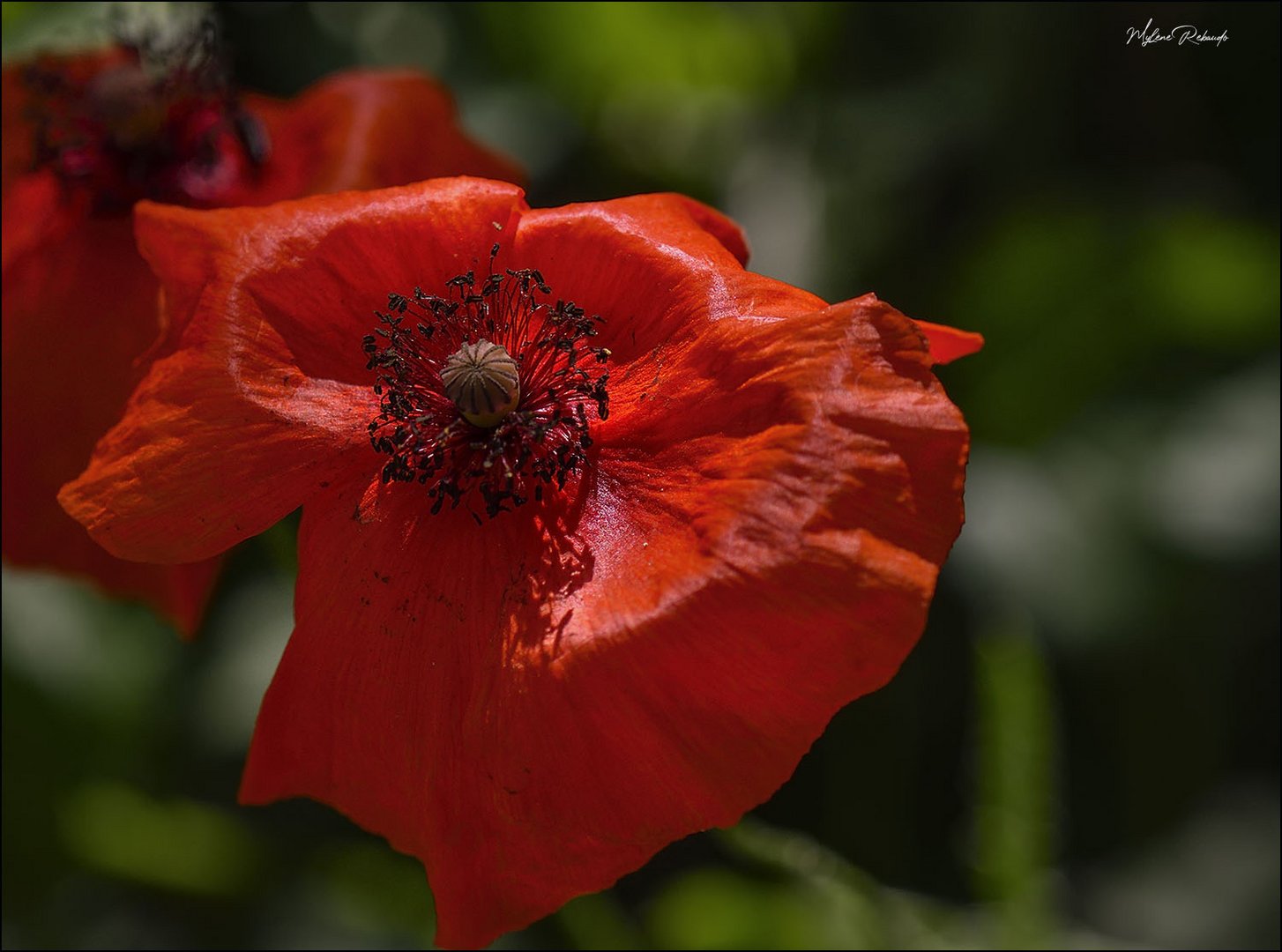 coquelicot