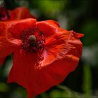 coquelicot