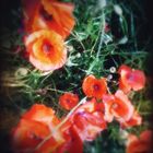 Coquelicot