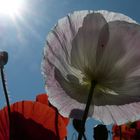 coquelicot blanc