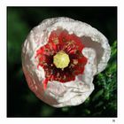 coquelicot blanc...