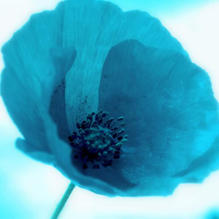 Coquelicot bleu