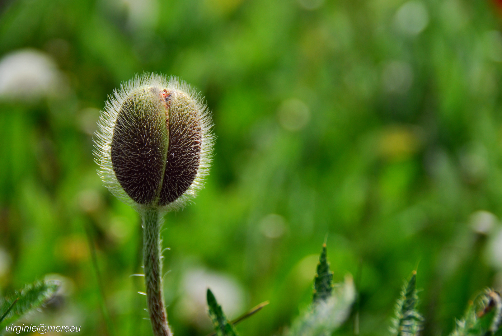 Coquelicot