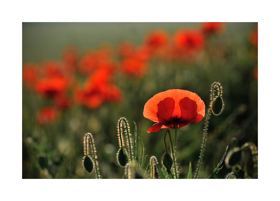 coquelicot