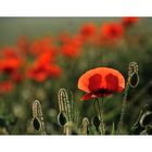 coquelicot