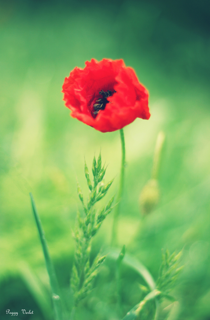 coquelicot