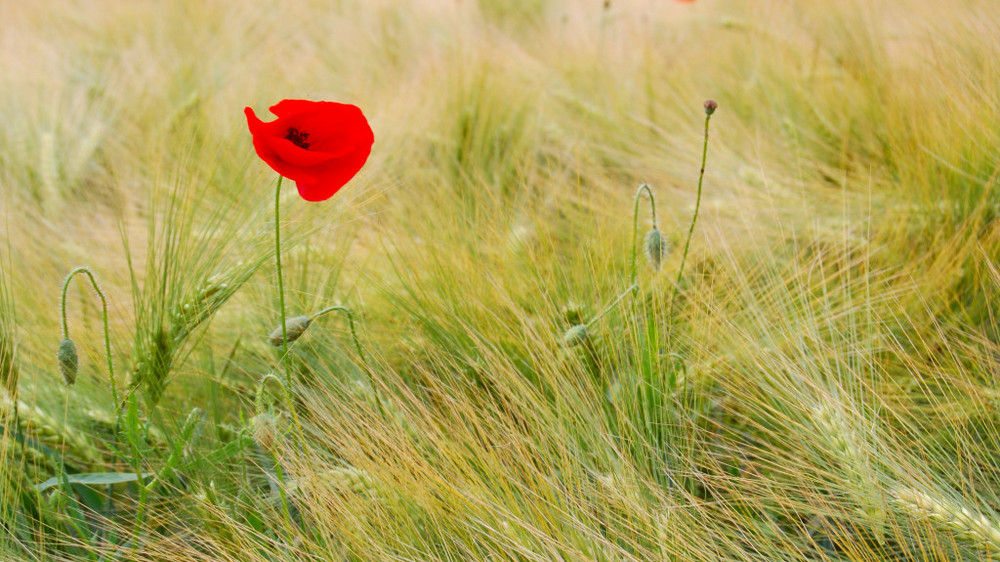 Coquelicot