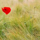 Coquelicot