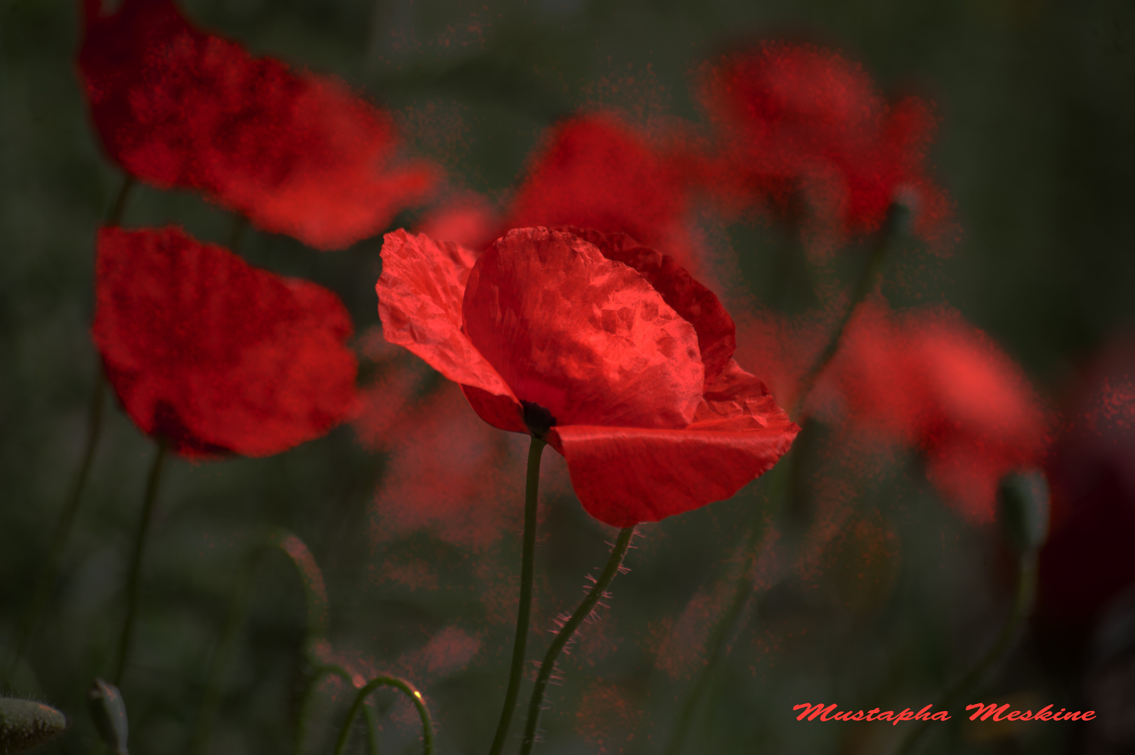 Coquelicot