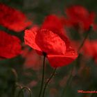 Coquelicot