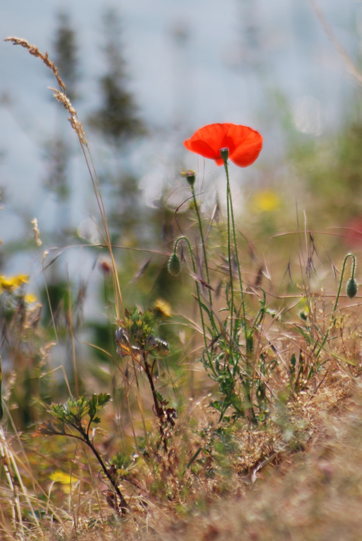 "Coquelicot"